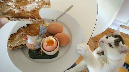 Are eggs 2025 bad for cats